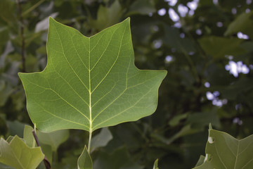Green leaf