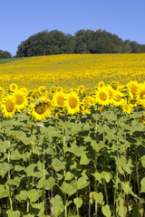 Fototapeta premium Edge of sunflower field