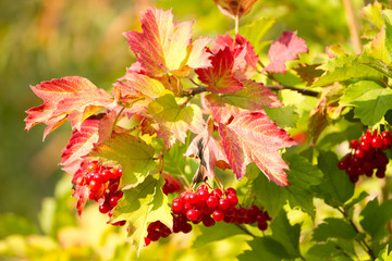 Red Viburnum berries
