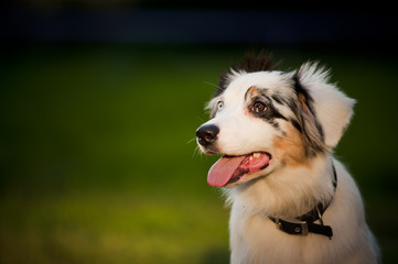 dog Australian Shepherd merle