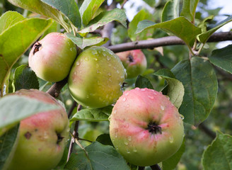 Group of wet green-red apples on the apple tree branch