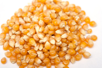 Pile dried corn isolated