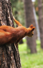 squirrel 3 © Sweetheart