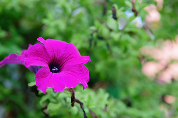 Beautiful Flower design