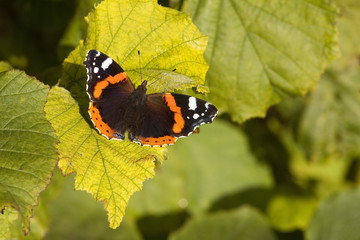 red admiral butterfly