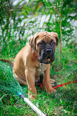 little puppy bullmastiff