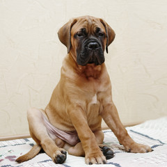 Obraz premium little puppy bullmastiff