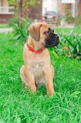 little puppy bullmastiff