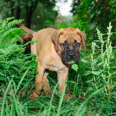 two little puppies Bullmastiff