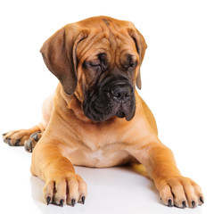 little puppy bullmastiff