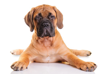 Obraz premium little puppy bullmastiff