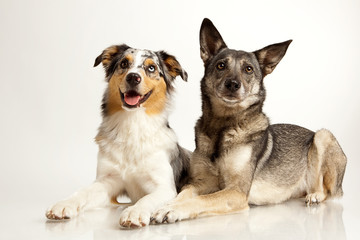 dogs