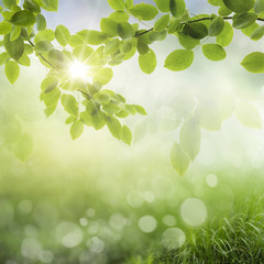 spring background