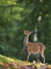 Bambi image of a young deer