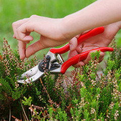 Heather pruning  with secateurs