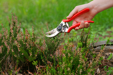 Heather pruning  with secateurs - obrazy, fototapety, plakaty