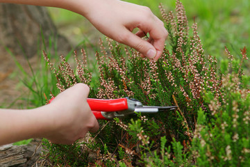 Heather pruning  with secateurs - obrazy, fototapety, plakaty