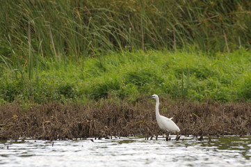 Aigrette garzette dans son environment naturel