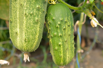 ripe cucumber
