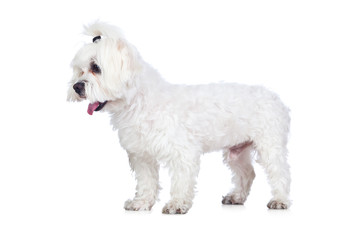 White Dog Isolated on White