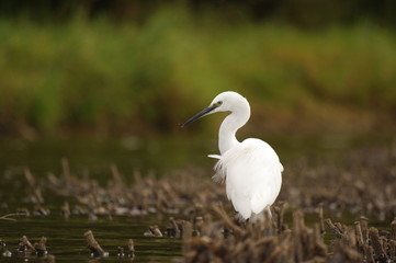 aigrette garzette 2