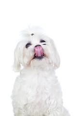 White Dog Showing His Tongue Isolated on White