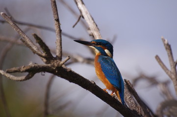 Martin-pêcheur 2