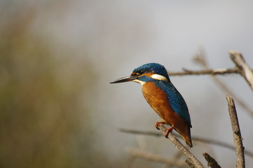 Martin-pêcheur