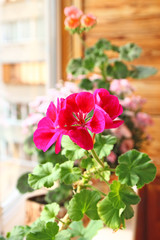 Pink and red pelargonium  on window