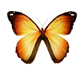 Orange butterfly , isolated on white