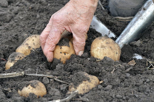 senior woman harvesting potatoes