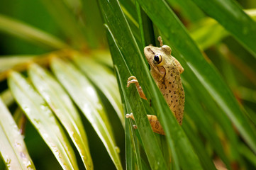 cuban tree frog climbing