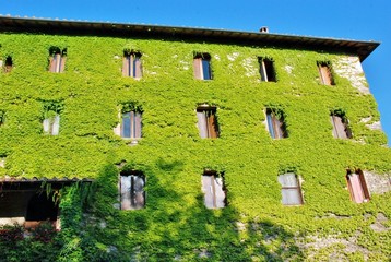 edificio ricoperto di edera