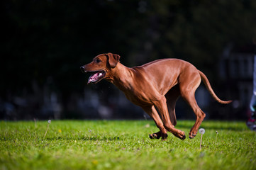 Beautiful dog rhodesian ridgeback puppy