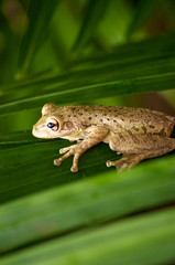 cuban tree frog on palm frond