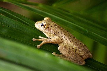 cuban tree frog