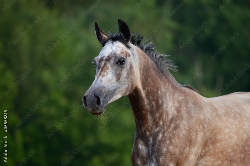 Canvas Prints Portrait of red-gray arabian horse in motion