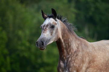 Fototapeta na wymiar Portrait of red-gray arabian horse in motion