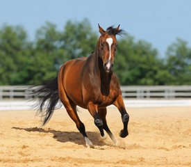 Trakehner red-bay color stallion in motion