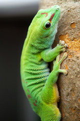 Gecko