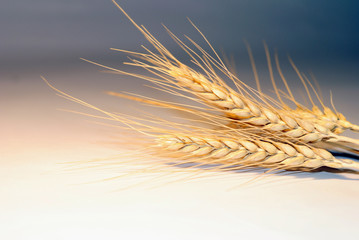 ear of the wheat on white background