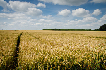 agriculture