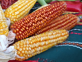 Close up shot of different colored corns over the table