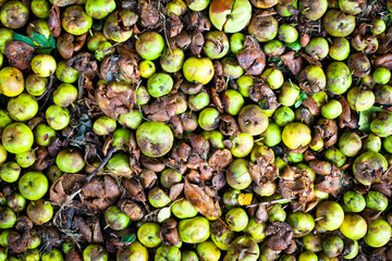 Fallen apples