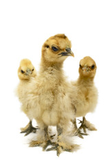 Three silky chicks on white background.