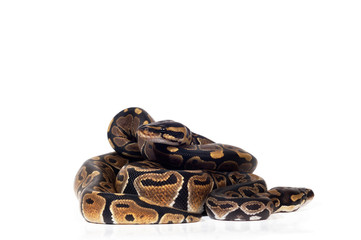 Ball Python