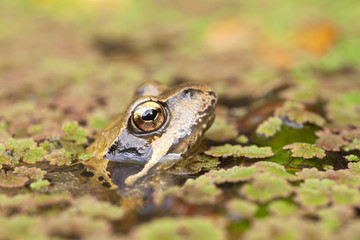 head of frog in pond