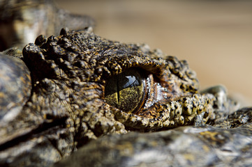 Crocodile Eye