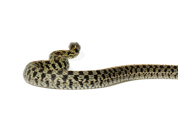 Fototapeta premium Garter Snake