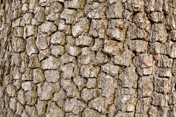 bark of apple tree
